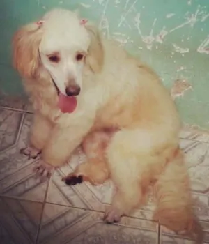 Cachorro raça SRD idade 2 anos nome Hanna