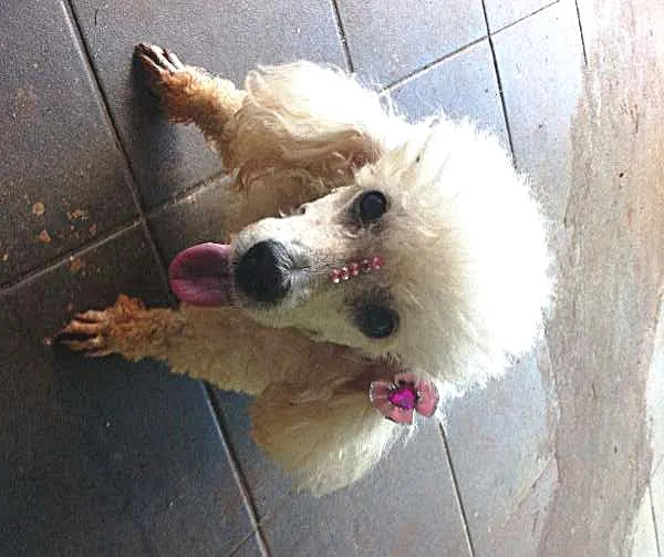 Cachorro ra a Poodle idade 4 anos nome Branca