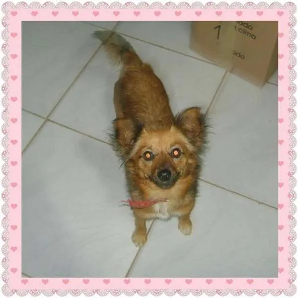 Cachorro ra a SRD idade nome Rapozinha