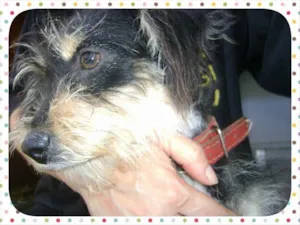 Cachorro raça SRD idade  nome Estopinha
