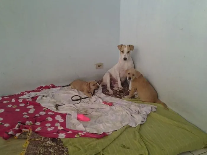 Cachorro ra a SRD idade  nome Mamãe e filhotes