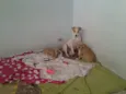 Mamãe e filhotes