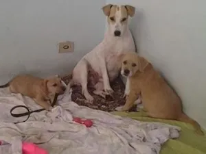 Cachorro raça SRD idade  nome Mamãe e filhotes