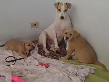 Cachorro ra a SRD idade  nome Mamãe e filhotes
