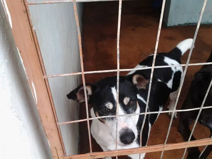 Cachorro ra a SRD idade  nome Machinho