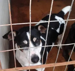 Cachorro raça SRD idade  nome Machinho