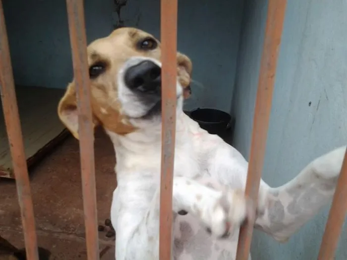 Cachorro ra a srd idade  nome Ana