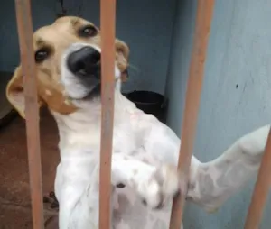 Cachorro raça srd idade  nome Ana