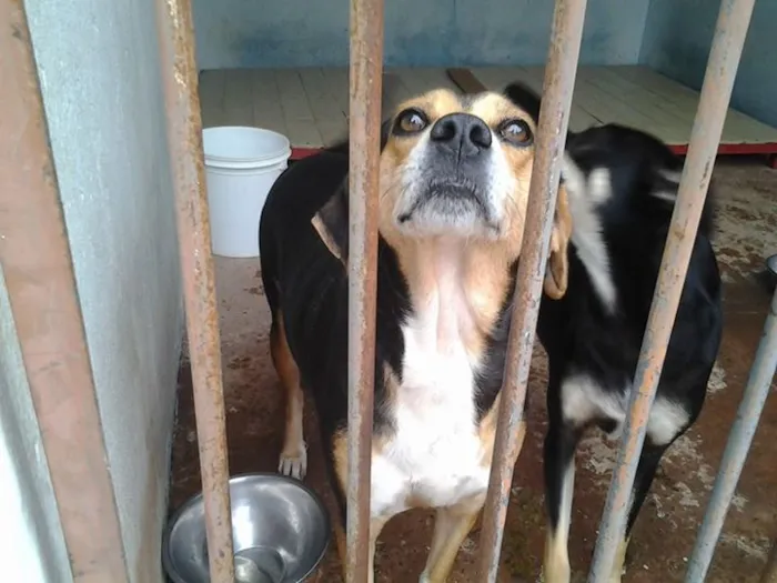 Cachorro ra a Mix Beagle idade  nome Lessie