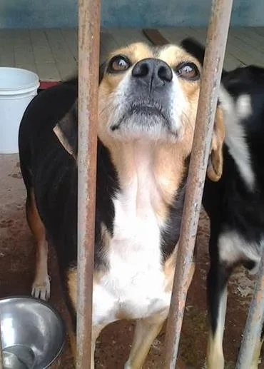Cachorro ra a Mix Beagle idade  nome Lessie