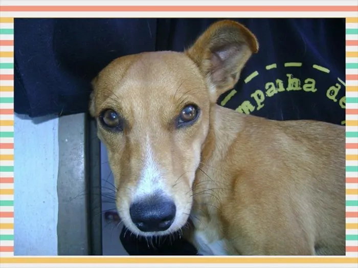 Cachorro ra a srd idade  nome Caramela