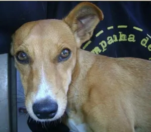 Cachorro raça srd idade  nome Caramela