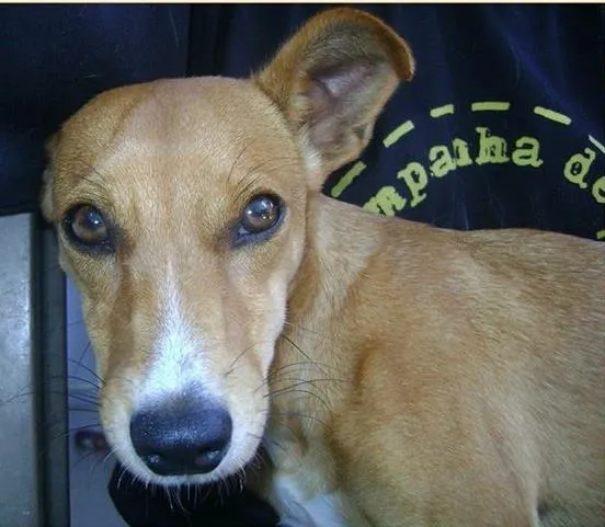 Cachorro ra a srd idade  nome Caramela