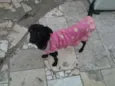 BELINHA