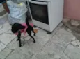 BELINHA