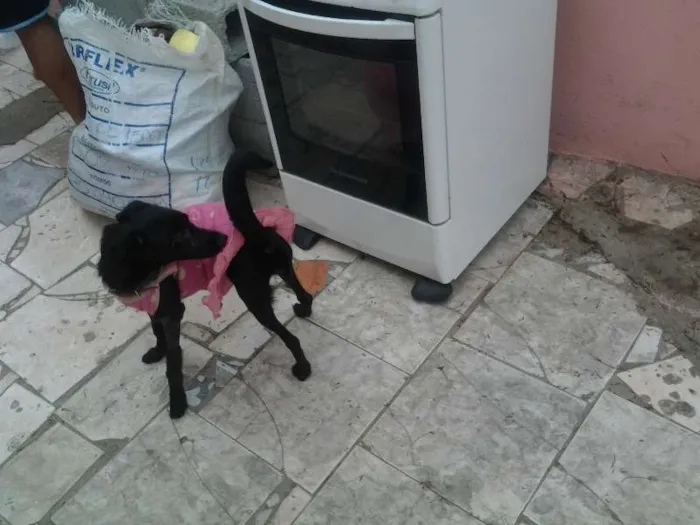 Cachorro ra a SRD idade 1 ano nome BELINHA