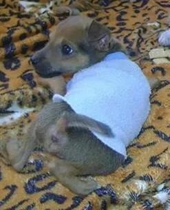 Cachorro ra a DV idade  nome Lindinhos filhotes