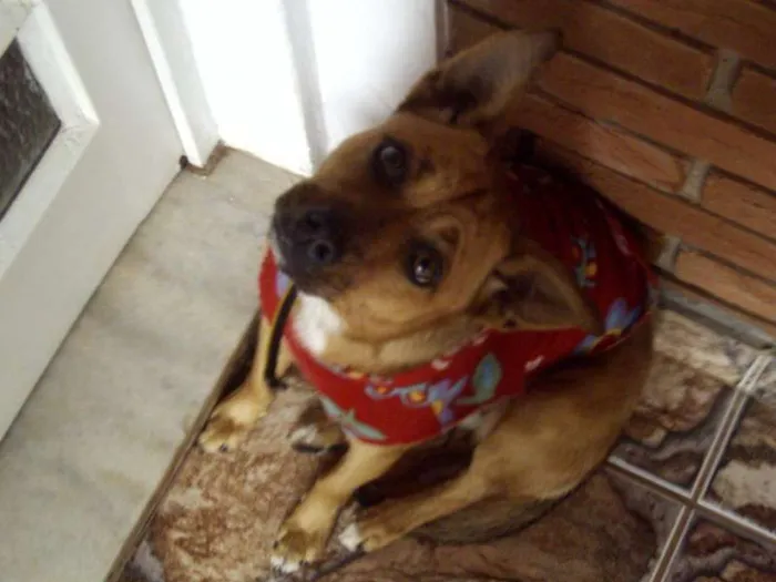 Cachorro ra a SRD idade 6 ou mais anos nome Lilica