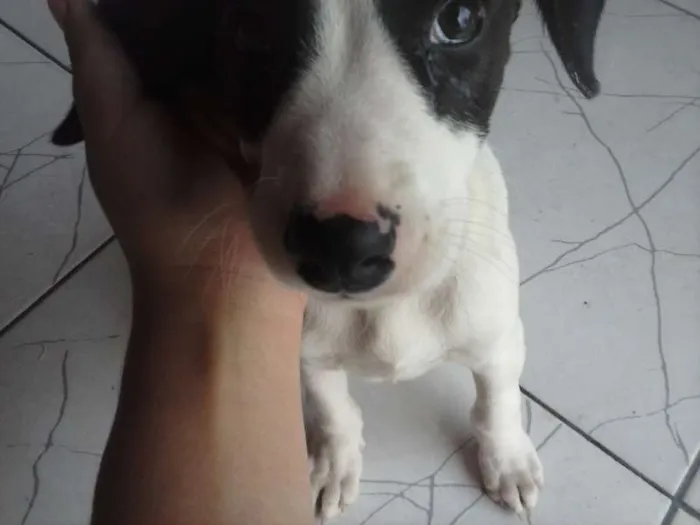Cachorro ra a sem raça idade Abaixo de 2 meses nome sem nome