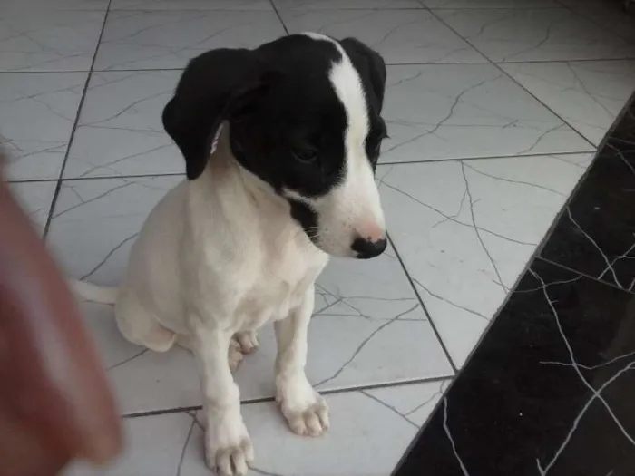 Cachorro ra a sem raça idade Abaixo de 2 meses nome sem nome