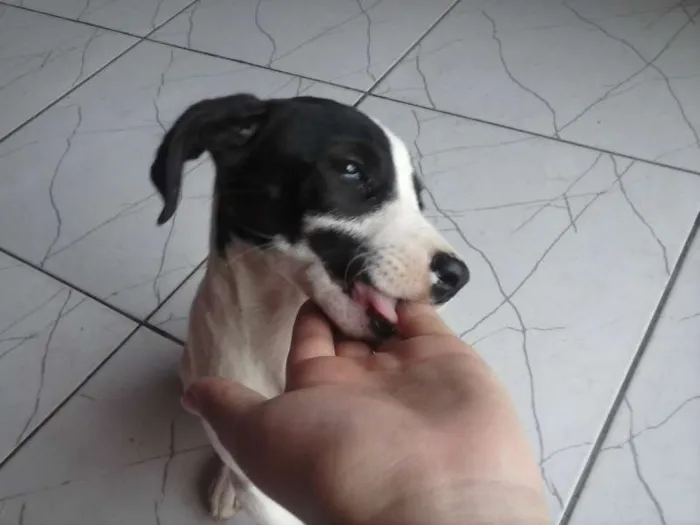 Cachorro ra a sem raça idade Abaixo de 2 meses nome sem nome