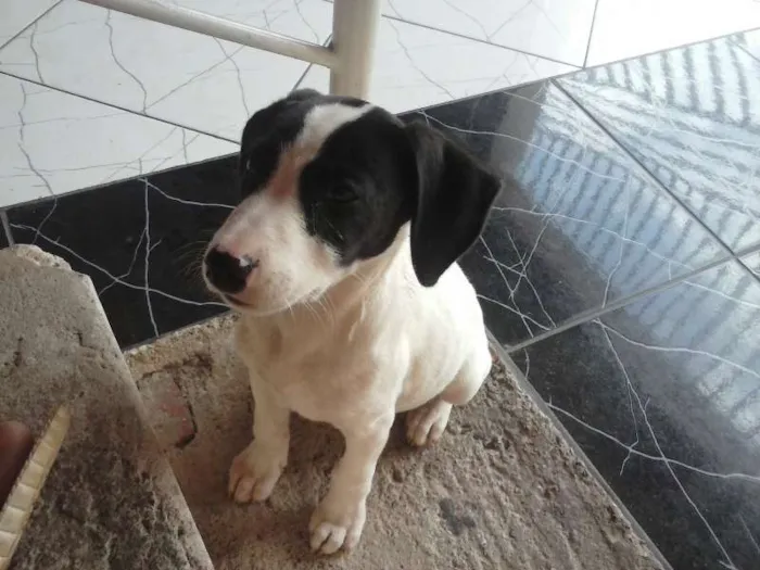 Cachorro ra a sem raça idade Abaixo de 2 meses nome sem nome