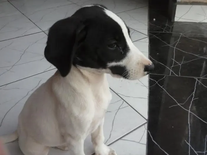 Cachorro ra a sem raça idade Abaixo de 2 meses nome sem nome