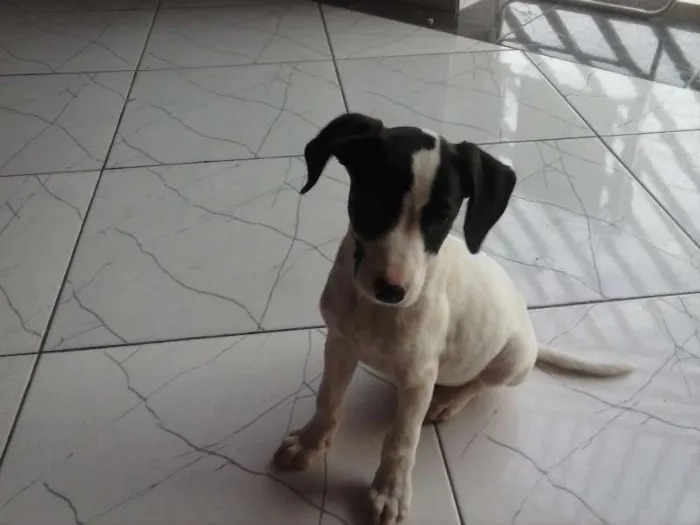 Cachorro ra a sem raça idade Abaixo de 2 meses nome sem nome