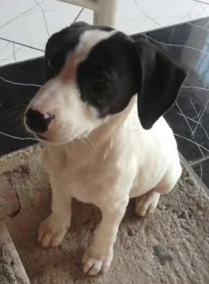 Cachorro raça sem raça idade Abaixo de 2 meses nome sem nome