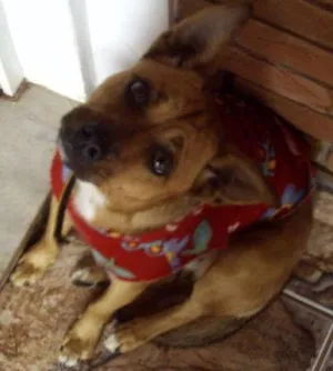 Cachorro raça SRD idade 6 ou mais anos nome Lilica