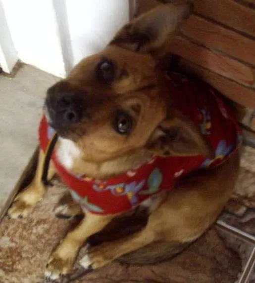 Cachorro ra a SRD idade 6 ou mais anos nome Lilica