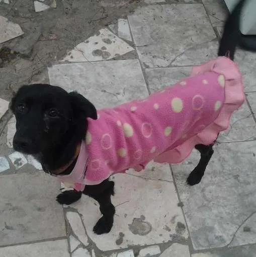 Cachorro ra a SRD idade 1 ano nome BELINHA