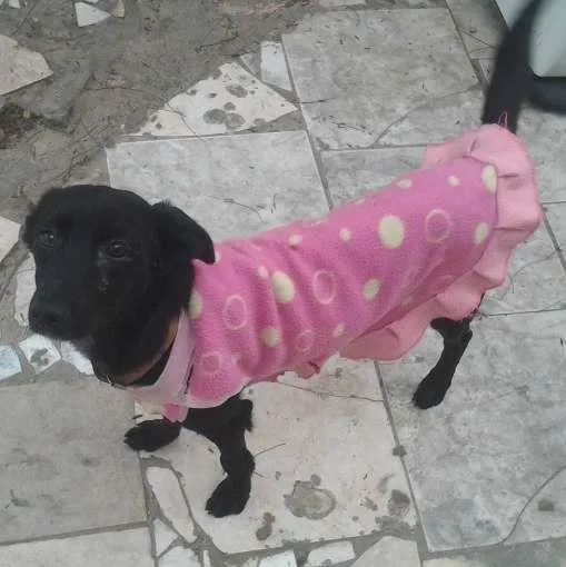 Cachorro ra a SRD idade 1 ano nome BELINHA