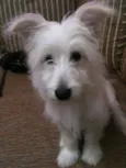 Pingo