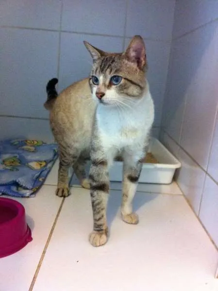 Gato ra a srd idade 2 anos nome Bono