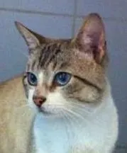 Gato raça srd idade 2 anos nome Bono