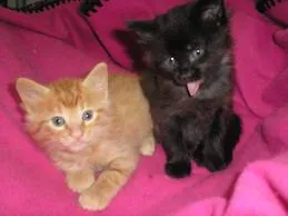 Gato ra a  idade Abaixo de 2 meses nome Gatinhos