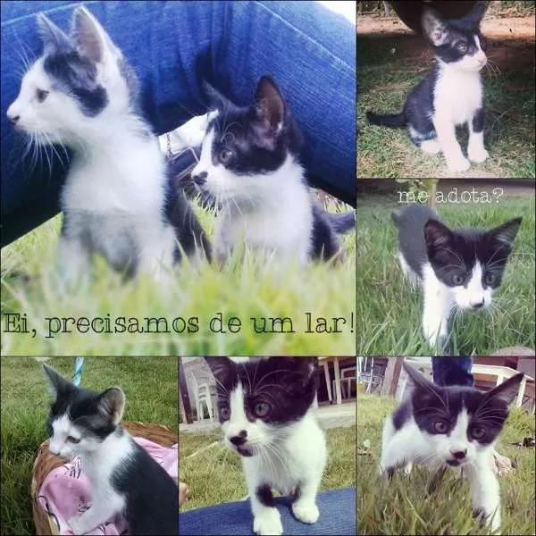 Gato ra a indefinida idade 2 a 6 meses nome gatinhos