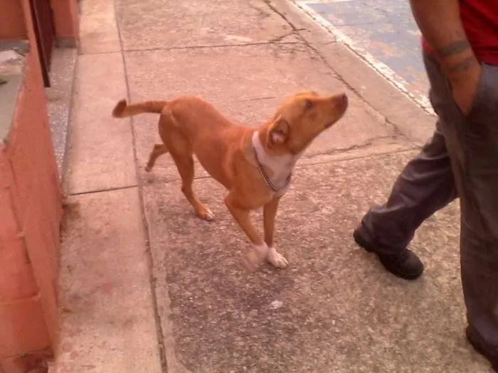 Cachorro ra a Pit-Bull idade 2 a 6 meses nome Amarelinha