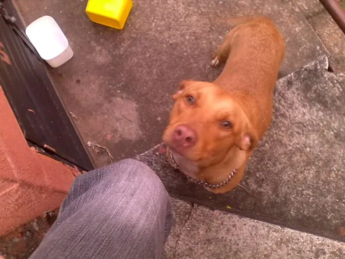 Cachorro ra a Pit-Bull idade 2 a 6 meses nome Amarelinha