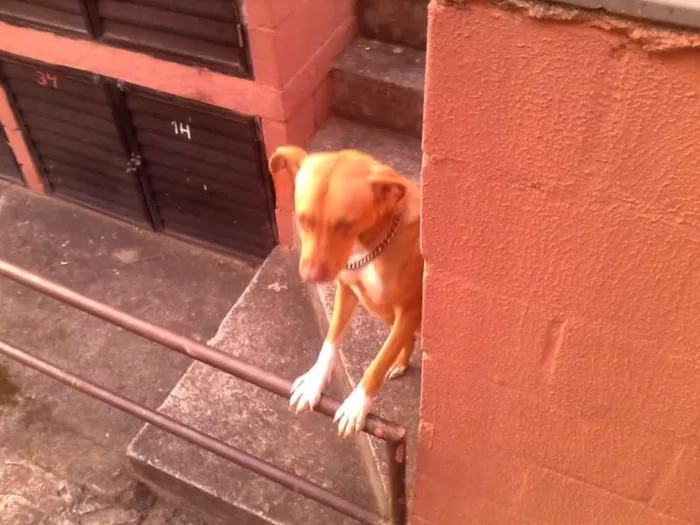 Cachorro ra a Pit-Bull idade 2 a 6 meses nome Amarelinha
