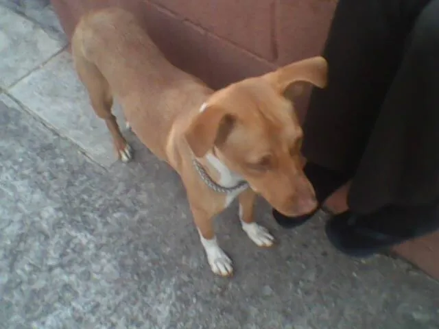 Cachorro ra a Pit-Bull idade 2 a 6 meses nome Amarelinha