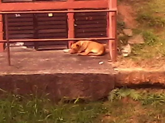Cachorro ra a Pit-Bull idade 2 a 6 meses nome Amarelinha