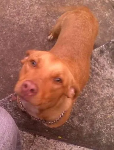 Cachorro ra a Pit-Bull idade 2 a 6 meses nome Amarelinha