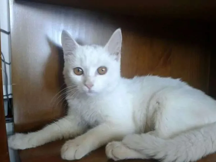 Gato ra a sem  idade 2 a 6 meses nome Mabel
