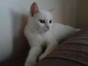 Gato raça sem  idade 2 a 6 meses nome Mabel