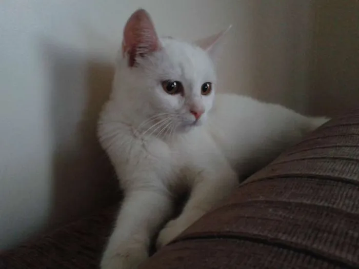 Gato ra a sem  idade 2 a 6 meses nome Mabel