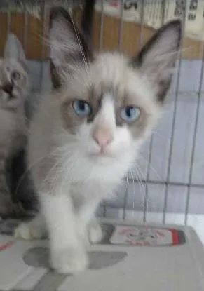 Gato ra a SRD idade 2 a 6 meses nome Paul