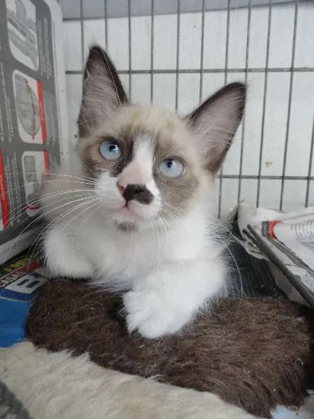 Gato ra a SRD idade 2 a 6 meses nome John