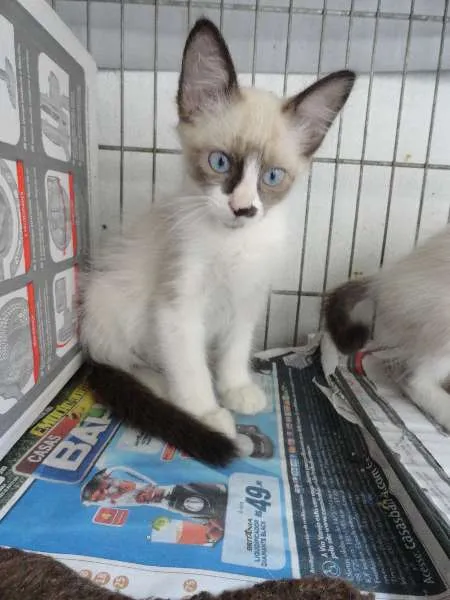 Gato ra a SRD idade 2 a 6 meses nome John